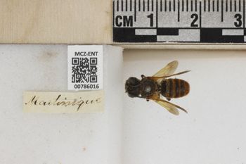 Media type: image;   Entomology 786016 Aspect: Labels